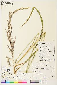 Arctagrostis latifolia subsp. arundinacea image