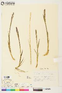 Arctagrostis latifolia subsp. latifolia image