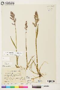 Arctagrostis latifolia subsp. latifolia image