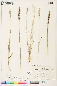 Arctagrostis latifolia image