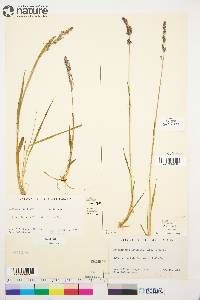 Arctagrostis latifolia image