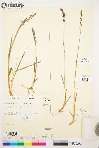 Arctagrostis latifolia image