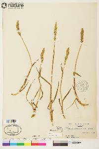 Arctagrostis latifolia image