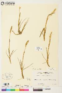 Arctagrostis latifolia image