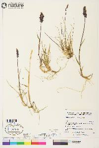 Arctagrostis latifolia image