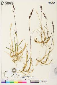 Arctagrostis latifolia image