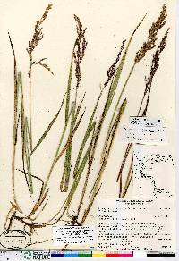 Arctagrostis latifolia subsp. arundinacea image