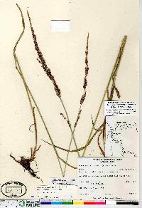 Arctagrostis latifolia image