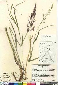 Arctagrostis latifolia subsp. arundinacea image