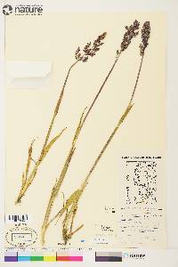 Arctagrostis latifolia image