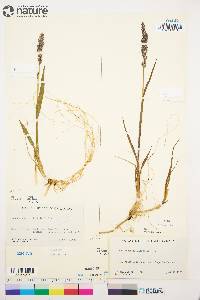 Arctagrostis latifolia image