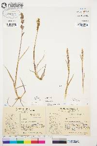 Arctagrostis latifolia image