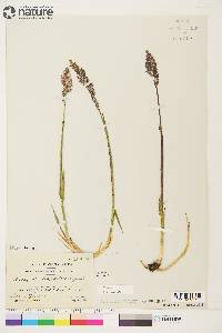 Arctagrostis latifolia image