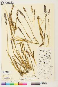 Arctagrostis latifolia image