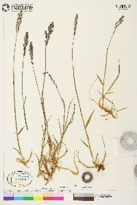 Arctagrostis latifolia subsp. latifolia image