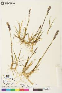 Arctagrostis latifolia image