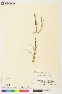 Arctagrostis latifolia image