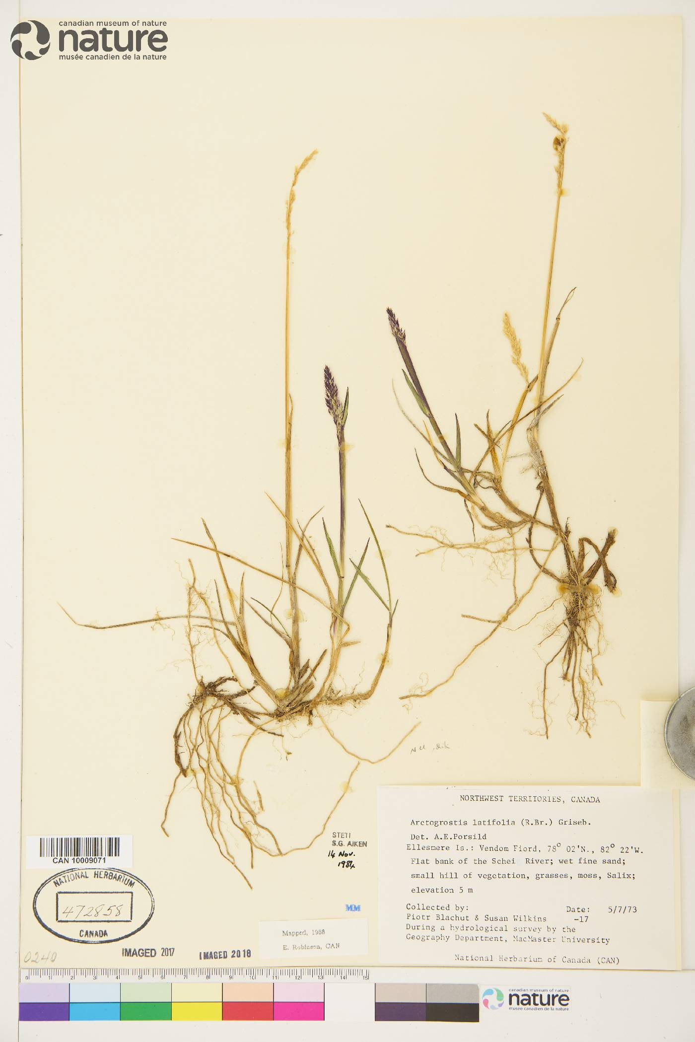 Arctagrostis latifolia image