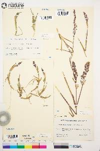 Arctagrostis latifolia image