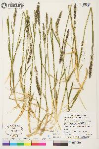 Arctagrostis latifolia subsp. latifolia image