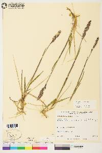 Arctagrostis latifolia image