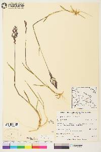 Arctagrostis latifolia image