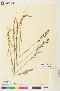 Arctagrostis latifolia image