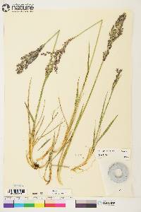 Arctagrostis latifolia image