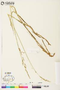 Arctagrostis latifolia image