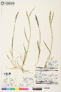 Arctagrostis latifolia subsp. latifolia image