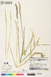 Arctagrostis latifolia image