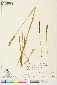 Arctagrostis latifolia image