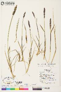 Arctagrostis latifolia subsp. latifolia image