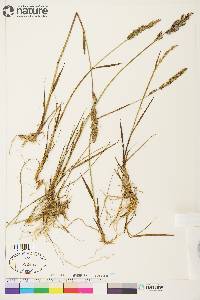 Arctagrostis latifolia subsp. latifolia image