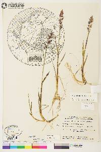 Arctagrostis latifolia subsp. latifolia image