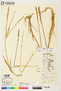 Arctagrostis latifolia subsp. latifolia image