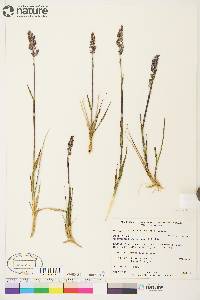 Arctagrostis latifolia subsp. latifolia image