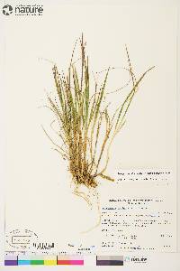 Arctagrostis latifolia image