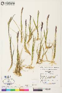 Arctagrostis latifolia subsp. latifolia image