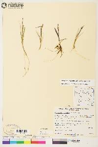 Arctagrostis latifolia subsp. latifolia image