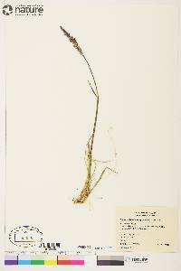 Arctagrostis latifolia subsp. latifolia image