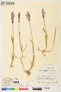 Arctagrostis latifolia image