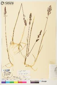 Arctagrostis latifolia image