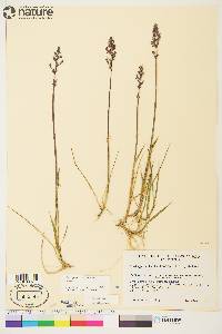 Arctagrostis latifolia image