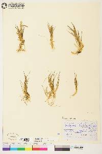 Arctagrostis latifolia image