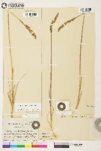 Arctagrostis latifolia subsp. latifolia image