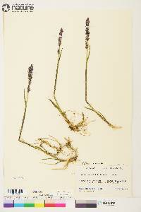 Arctagrostis latifolia image