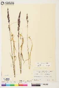 Arctagrostis latifolia image