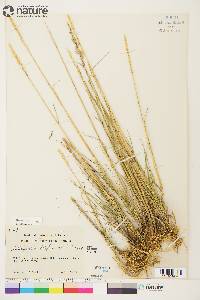 Arctagrostis latifolia image