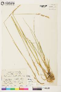 Arctagrostis latifolia image